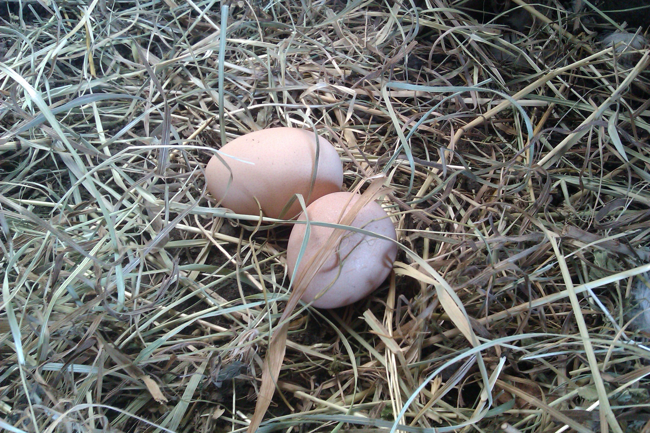 Яйца французской бройлерной цесарки