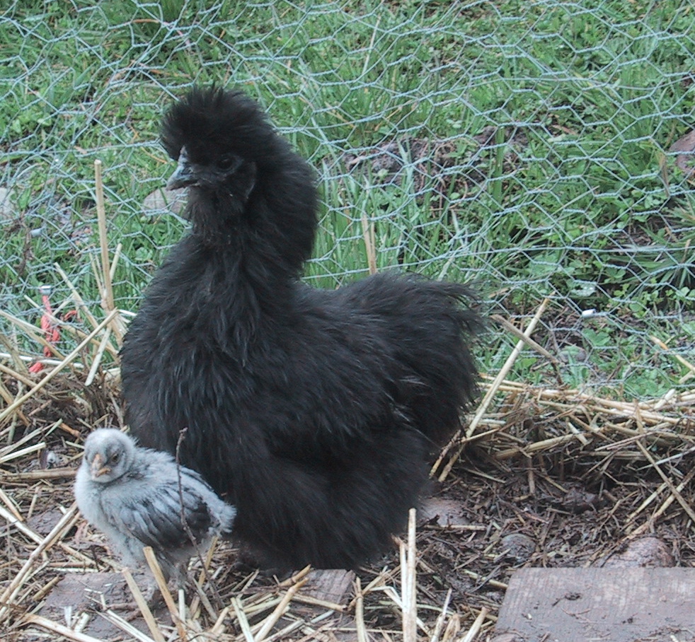 Чёрная шёлковая курица наседка с приёмным цыпленком другой породы