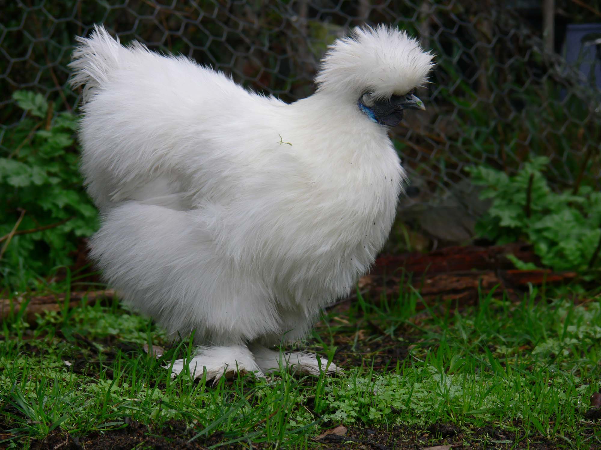 Белая китайская шёлковая курица