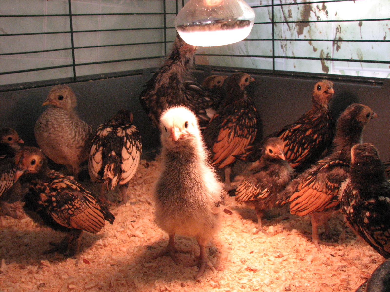 Цыплята породы Сибрайт в возрасте 1-1.5 месяца