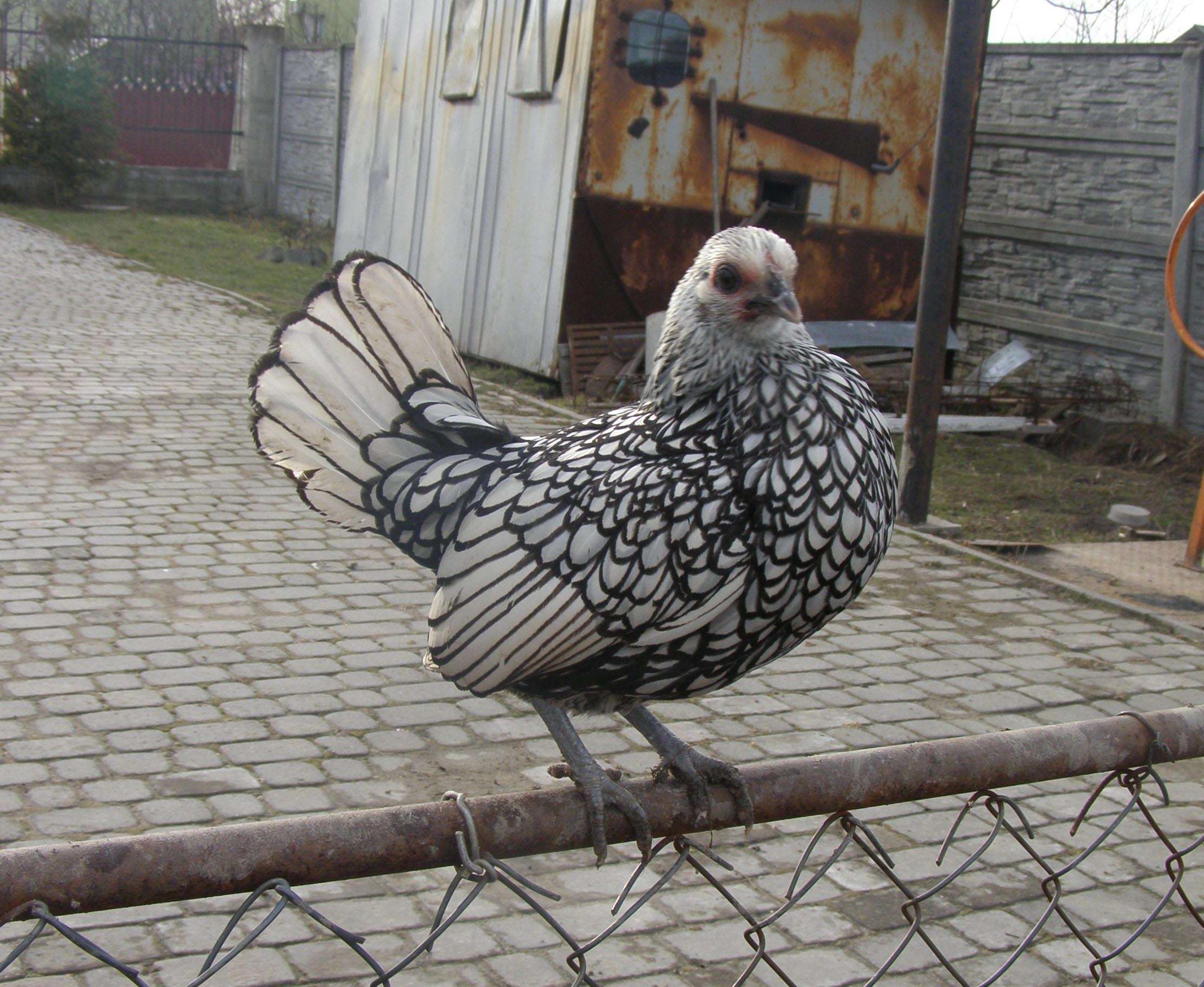 Курица Серебрянного Сибрайта