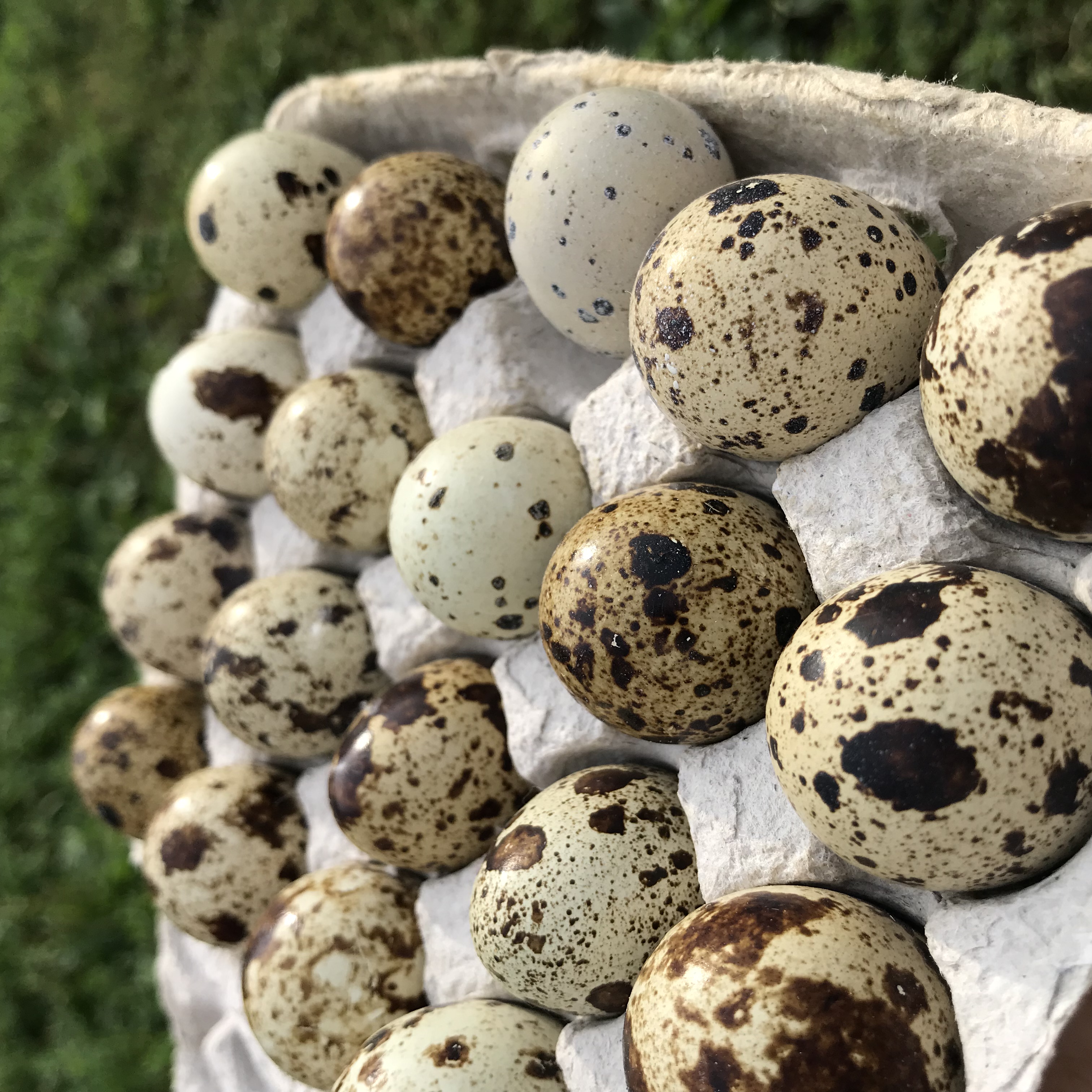 Яйца феникса серебристого
