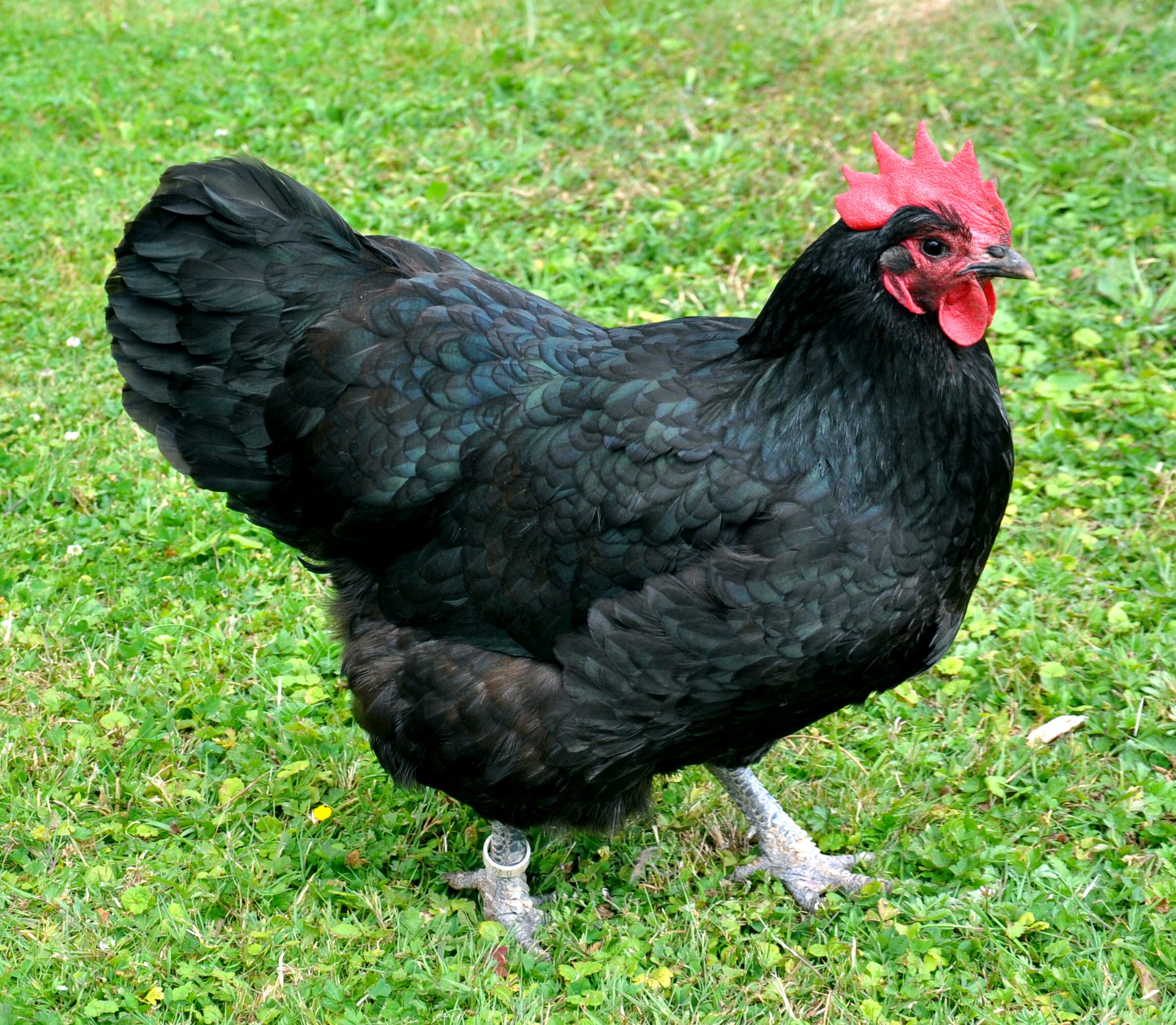 Австролорп черно пестрый порода кур